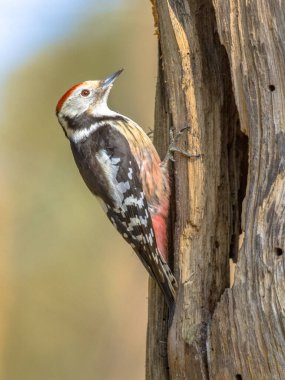 Orta benekli ağaçkakan (Dendrocopos medius). Ağaçta yiyecek arıyorum. Doğadaki vahşi yaşam. Hollanda.