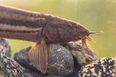 Doğal habitat havuzunda hava durumu (Misgurnus fossilis) portresi. Nehirde sualtı çekimi. Doğadaki vahşi yaşam. Weatherfish 'in doğal ortamdaki bulanık arkaplanlı sualtı fotoğrafçılığı.