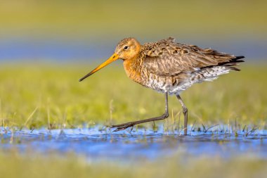 Kara kuyruklu Godwit (Limosa limosa) balıkçı kuşu sığ sularda yürüyor ve kameraya bakıyor. Bu türün dünya nüfusunun yaklaşık yarısı Hollanda 'da ürer. Doğa sahnesinde vahşi yaşam.