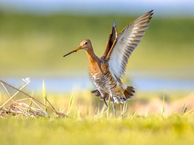 Kara kuyruklu Godwit (Limosa limozası) uçan kuş. Bu türün dünya nüfusunun yaklaşık yarısı Hollanda 'da ürer. Doğa sahnesinde vahşi yaşam.