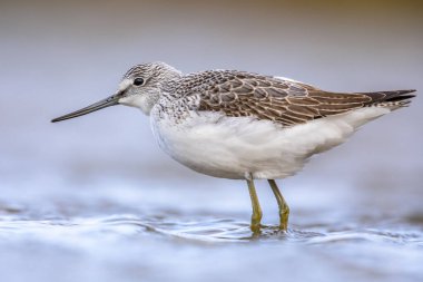 Deniz kıyısındaki sığ sularda yiyecek arayan yaygın yeşil kanatlı (Tringa nebularia). Doğadaki vahşi yaşam sahnesi. Groningen, Hollanda.