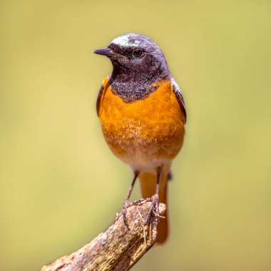 Yaygın Redstart (Phoenicurus phoenicurus). Ormandaki ağacın dalına tünemiş güzel bir kuş. Doğadaki vahşi yaşam. Hollanda.