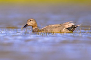 Gadwall (Mareca strepera) sulak alanda yiyecek arayan kuş. Bu ördek Hollanda 'da oldukça yaygın bir kuştur. Doğadaki vahşi yaşam sahnesi.