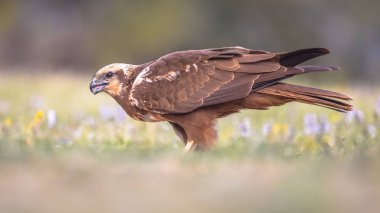Marsh harrier (Circus aeruginosus), İspanya 'nın Vilagrassa, Katalonya, İspanya' daki dişi yırtıcı kuşun yan görüntüsü. Nisan.