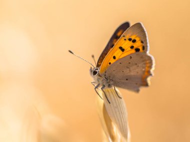 Küçük bakır (Lycaena phlaeas) kelebeği temmuzda güneşli bir günde mısır gevreği tarlasına tünemiştir. Montferland, Gelderland, Hollanda