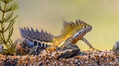 Güney bantlı semender (Ommatotriton vittatus) erkek suda yüzen amfibi tatlı su havuzunda. Ortadoğu 'nun doğasında hayvanların olduğu sualtı vahşi yaşam sahnesi. Türkiye.