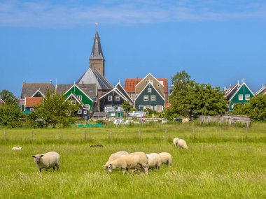 Geleneksel Hollandalı köyü sahnesi renkli ahşap evler ve ön planda koyun olan kilise Ijsselmeer 'deki Marken adasında ya da eski adıyla Zuiderzee, Hollanda' da.