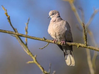 Avrasya 'nın yakalı güvercini (Streptopelia decaocto), mavi gökyüzüne karşı ekolojik bahçedeki ağaçtaki dala tünemişti. Doğadaki vahşi yaşam. Hollanda.