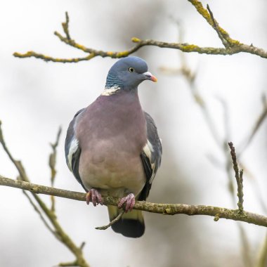 Ağaç dalına tünemiş ahşap güvercin (Columba palumbus). Tahta güvercinlerin yol ve nehirlerin yakınındaki ağaçlar için tercihleri var gibi görünüyor..