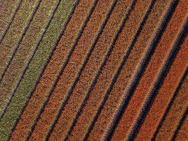 Yukarıdan lale tarlası. Hollanda 'nın Drenthe eyaleti, Beilen yakınlarındaki Ampul tarlalarının hava görüntüsü