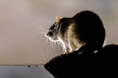 Geceleri bankada kahverengi sıçan (Rattus norvegicus). Hollanda 'da. Avrupa 'nın doğasında vahşi yaşam.