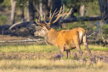 Hollanda 'nın Veluwe kentinde sonbaharda çiftleşme mevsiminde erkek kızıl geyik (Cervus elaphus). Avrupa 'da vahşi yaşam sahnesi.