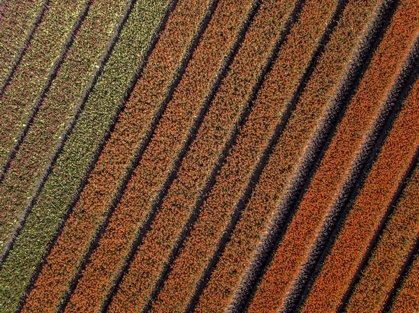 Campo Tulipanes Desde Arriba Vista Aérea Campos Bulbos Primavera Cerca — Foto de Stock