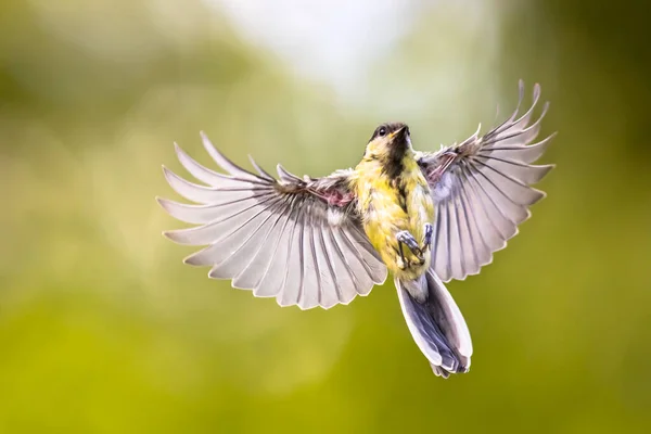 Madár Repülés Nagy Cici Parus Major Elülső Nézet Közvetlenül Leszállás — Stock Fotó