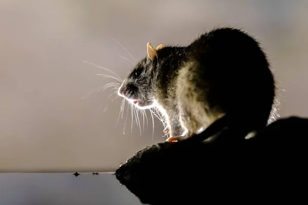 Коричневая Крыса Rattus Norvegicus Берегу Ночью Нидерланды Дикая Природа Европы — стоковое фото