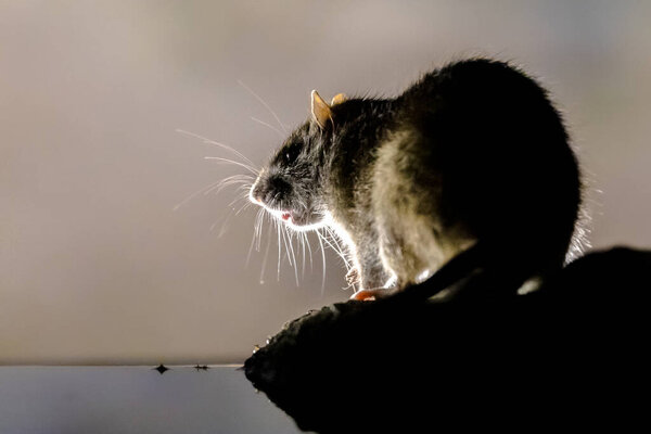 Brown rat (Rattus norvegicus) on bank at night. Netherlands. Wildlife in nature of Europe.