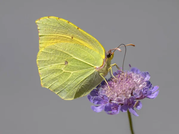 Cleopatra Butterfly Gonepteryx Cleopatra Feeding Nectar Flower Wildlife Scene Nature — Stock Photo, Image
