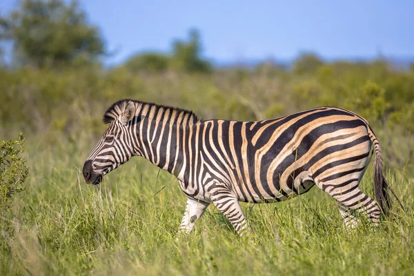 Vanlig Zebra Equus Quagga Promenader Grön Savann Kruger Nationalpark Sydafrika — Stockfoto