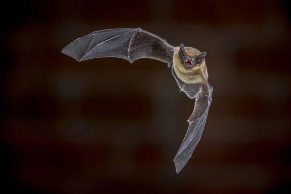 暗闇の中でレンガの壁の前の家の屋根裏部屋に飛んでいる間 ピピストレルバット Pipistrellus Piistrellus がエコーします この種は都市地域での略奪と生活で知られています — ストック写真