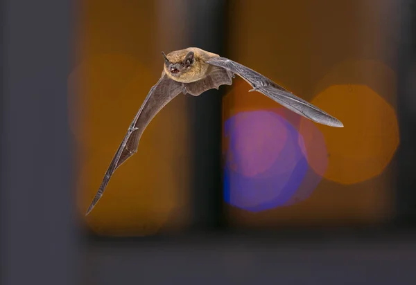 Flying Pipistrelle Bat Pipistrellus Pipistrellus High Speed Photography Shot Hunting — Stock Photo, Image