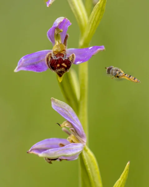 Hoverfly Κοντά Bee Ορχιδέα Ophrys Apifera Ροζ Λουλούδια Μιμούνται Έντομα — Φωτογραφία Αρχείου