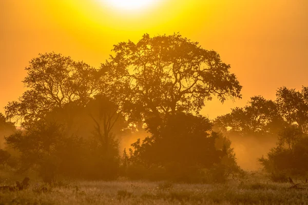 Oranje Ochtendlicht Door Savanne Boom Struik Beroemde S100 Weg Kruger — Stockfoto