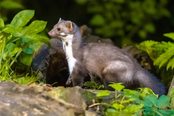 Yeşil Doğal Zeminli Taş Mermer Martes Foina Orman Hayvanının Detaylı — Stok fotoğraf