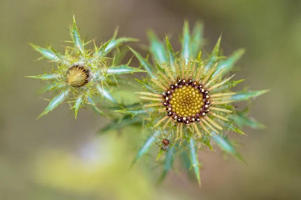 Devedikeni Çiçeği Carlina Vulgaris Bitkinin Renkli Arka Planına Sanatsal Yukarıdan — Stok fotoğraf