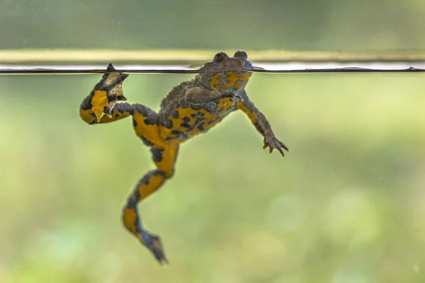 Yellow-bellied toad (Bombina variegata) swimming on water level with blurred background