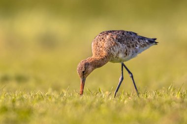 Kara kuyruklu Godwit (Limosa limosa) yeşil sulak arazide yürüyen ve yiyecek arayan balıkçı kuşu. Bu türün dünya nüfusunun yaklaşık yarısı Hollanda 'da ürer. Doğa sahnesinde vahşi yaşam.