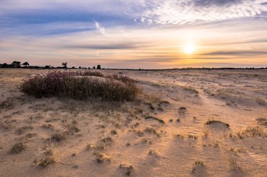 Hollanda 'nın Gelderland Eyaleti' ndeki Ulusal Park Hoge Veluwe Heathland 'in çiçek açan fundalık manzarası. Avrupa 'daki doğa manzarası.