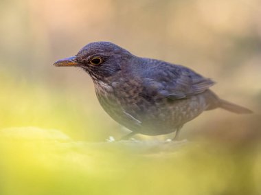 Karatavuk (Turdus merula). Avrupa 'nın en tanıdık kuşlarından biri parklarda ve bahçelerinde. Dişi kuş yere tünemiş ve yiyecek arıyordu. Doğadaki vahşi yaşam. Hollanda