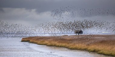 Avrupa sığırcık sürüsü (Sturnus vulgaris) Lauwersmeer 'deki beslenme ortamından havalanıyor. Avrupa 'nın doğasında vahşi yaşam sahnesi. Hollanda.