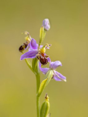 Arı orkidesini (Ophrys apifera) kapatın. Pembe çiçekler, çiçekleri kirletmek için arı böceklerini taklit eder. Bulanık yeşil arkaplanda