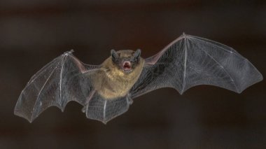 Pipistrelle yarasası (Pipistrellus pipistrellus) karanlıkta kilisenin tavan arasında uçuyor.