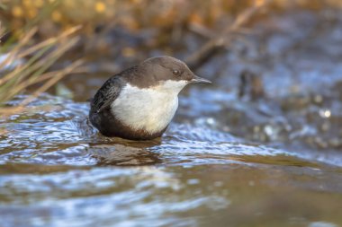 Beyaz boğazlı dipper (cinclus cinclus) doğal ortamdaki bir derenin hızlı akan sularında avlanan su kuşu. Dipper su seviyesinin altında yiyecek arıyor. Doğadaki vahşi yaşam sahnesi.