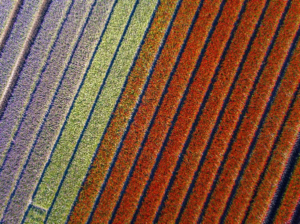 Campo Tulipa Cima Vista Aérea Dos Campos Lâmpadas Primavera Localizada — Fotografia de Stock