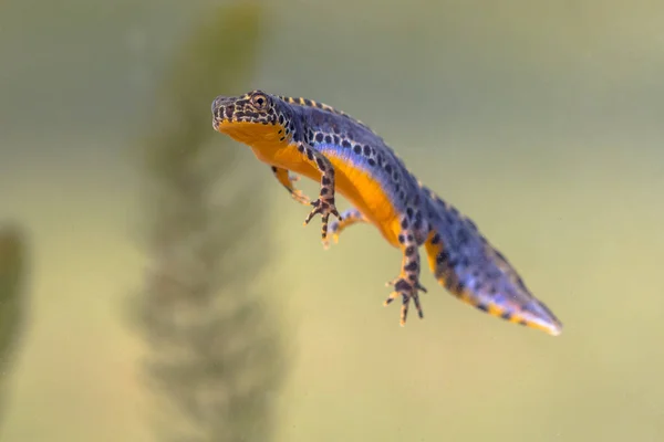 Tritón Alpino Ichthyosaura Alpestris Colorido Anfibio Acuático Macho Nadando Hábitat — Foto de Stock