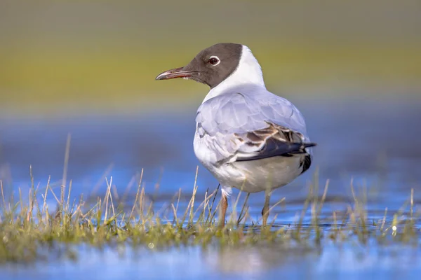 Siyah Başlı Martı Chroicocephalus Ridibundus Sulak Arazide Yürüyen Kuş Doğadaki — Stok fotoğraf