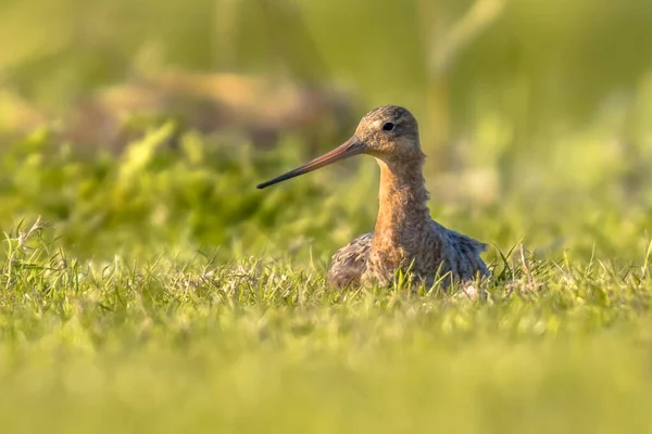 Uferschnepfe Limosa Limosa Watet Auf Einem Nest Feuchtgebiet Und Schaut — Stockfoto