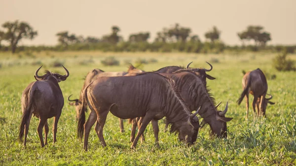 Common Blue Wildebeest Brindled Gnu Connochaetes Taurinus Stádo Pasoucí Při — Stock fotografie