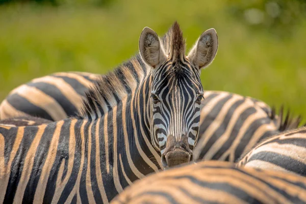 Zebra Comum Equus Quagga Espreitando Para Câmera Parque Nacional Kruger — Fotografia de Stock