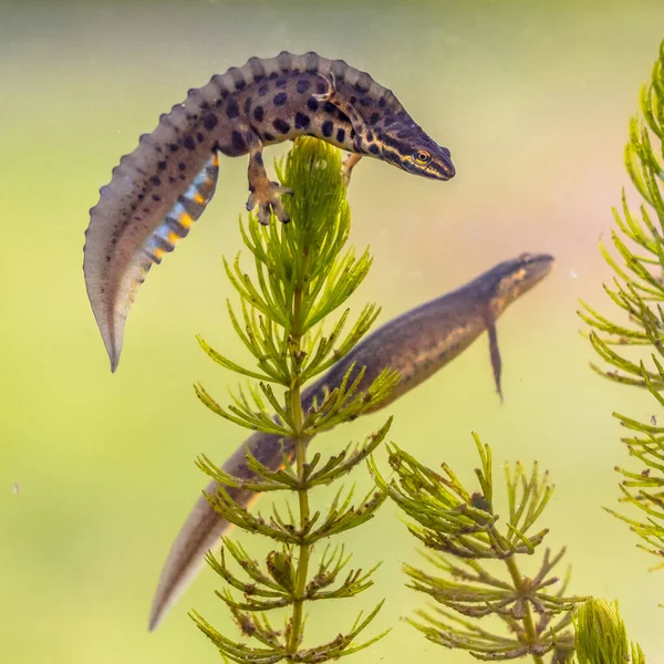 Tritão Comum Lissotriton Vulgaris Par Macho Fêmea Animal Aquático Nadando — Fotografia de Stock