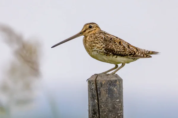 湿地繁殖生息地の領土を守る一般的なスニップ Gallinago Gallinago 歩行者鳥 自然の中で野生動物のシーン オランダ — ストック写真