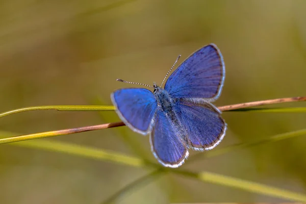 Bleu Canneberge Agriades Optilete Sur Eriophorum Angustifolium Avec Fond Lumineux — Photo