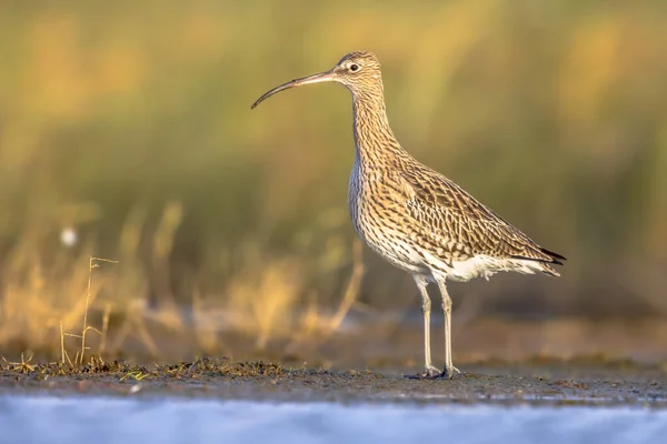 Eurasijské Curlew Nebo Obyčejné Curlew Numenius Arquata Chůda Pták Brodí — Stock fotografie