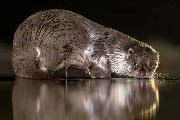 European Otter (Lutra lutra) in shallow water at night in Kiskunsagi National Park, Pusztaszer, Hungary. February. The Eurasian otter has a diet mainly of fish, and is strongly territorial.