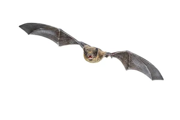 飞龙蝙蝠 Pipistrelle Bat Pipistrellus Pipistrellus 是在白色背景下分离的猎杀动物的动作射击 该物种以在欧洲和亚洲的城市地区生活而闻名 — 图库照片