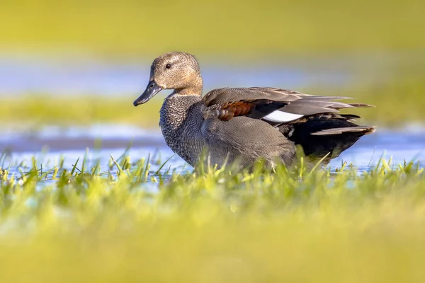 Gadwall Mareca Strepera Vögel Auf Nahrungssuche Feuchtgebieten Diese Ente Ist — Stockfoto