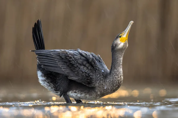 Balzverhalten Des Kormorans Phalacrocorax Carbo Mit Goldener Reflexion Des Sonnenuntergangs — Stockfoto